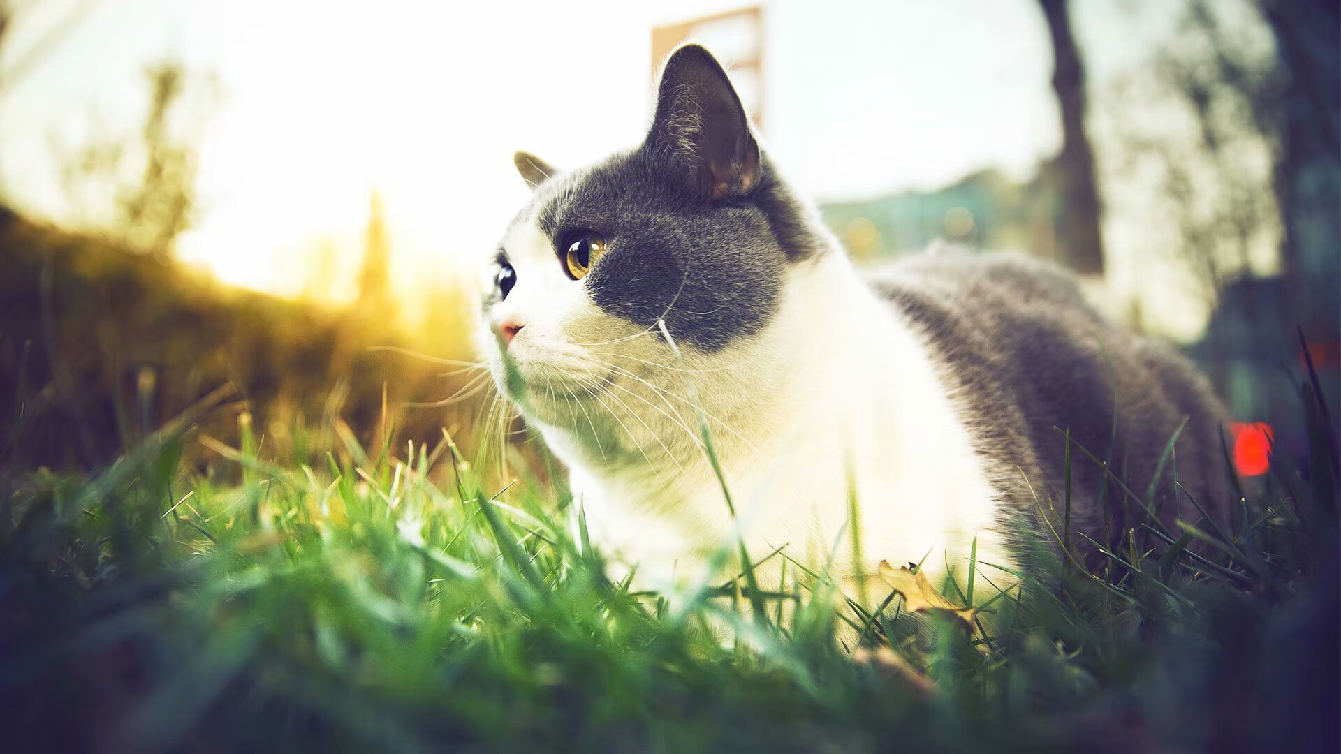 电子竞技青少年规范培训试点城市公布，青少年电竞比赛