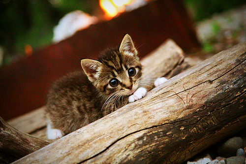 开云体育网页版-基层联赛规范管理有待加强