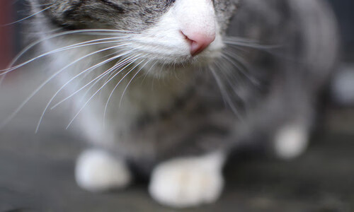 巴黎锋线火力依旧保持高效率，巴黎烈风