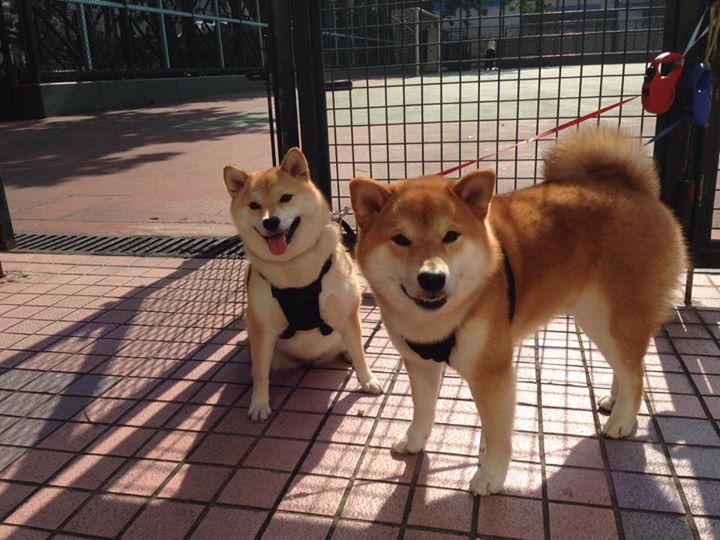 开云官方网站-波兰队赛制解读：如何在赛制中通过合作与技术取得优势，波兰队阵型