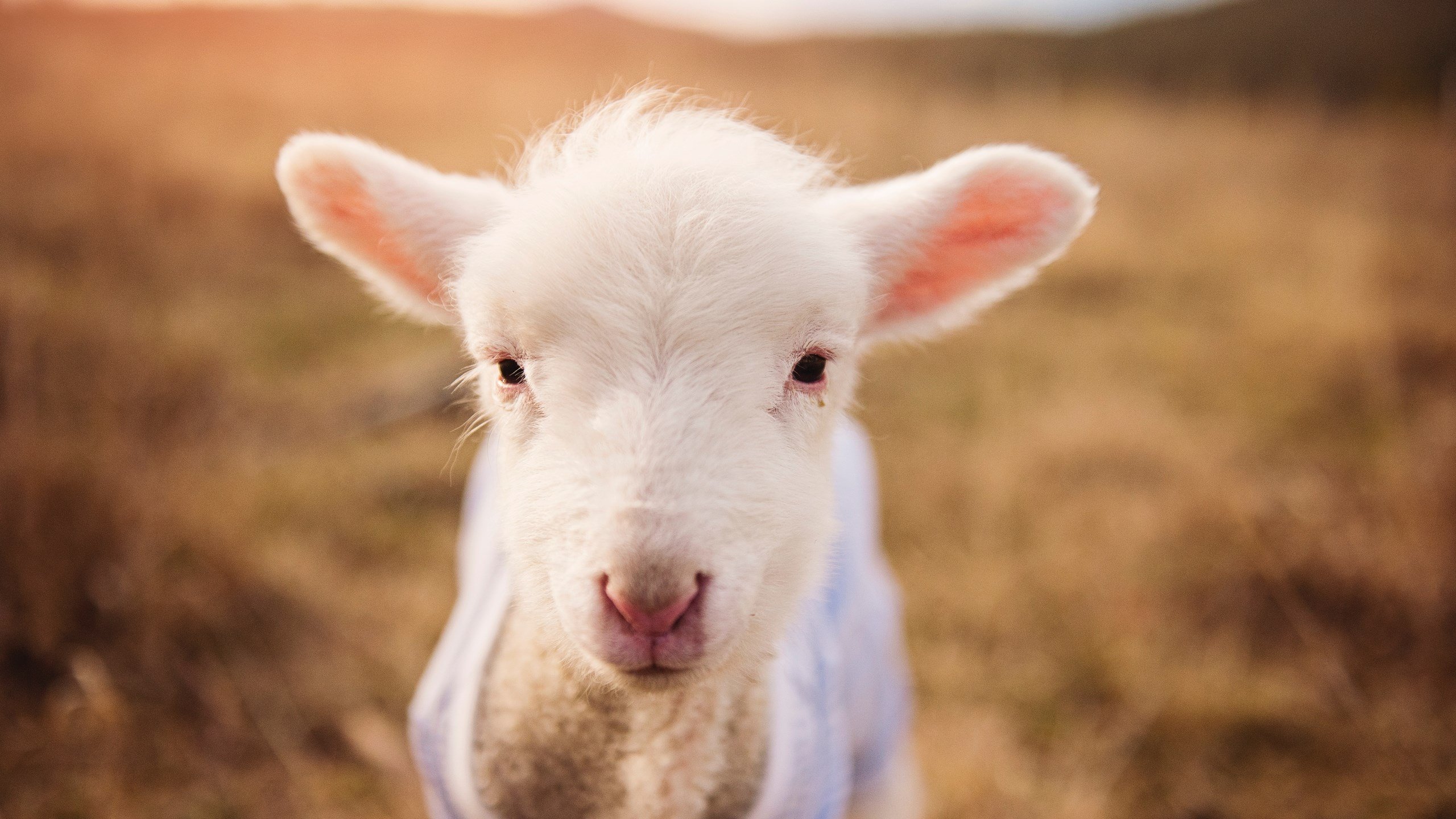 kering.com-莱德基：从东京到多哈 始终如一，莱德基参加什么项目